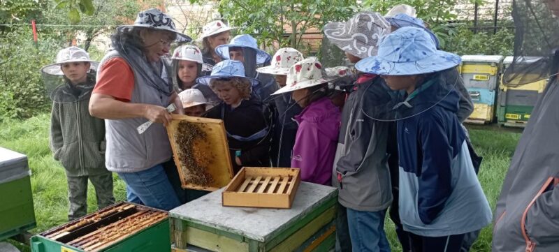 Corund, Hr: Visit to Bee-Keeper, Tasting & Hive-Opening - Pricing and Cancellation