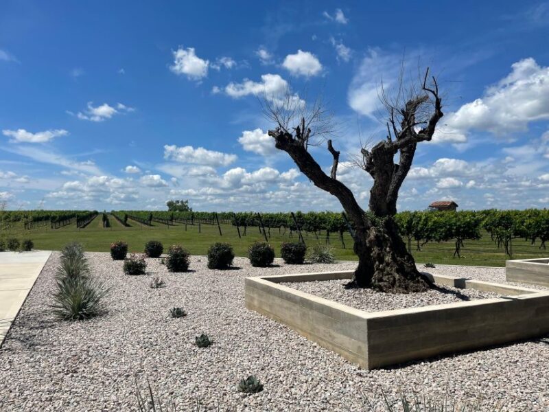 Cost-Effective Texas Hill Country Wine and Brewery Tour - Extended Options