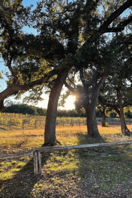 Cost-Effective Texas Hill Country Wine and Brewery Tour - Transportation and Logistics