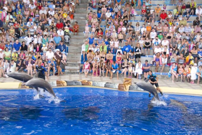 Costa Adeje: Aqualand Water Park Ticket With Dolphin Show - Pools and Relaxation Areas