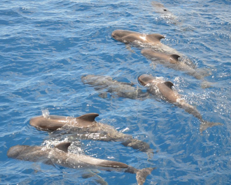 Costa Adeje: Private Whale and Dolphin Watching Tour - Yacht Cruise Itinerary