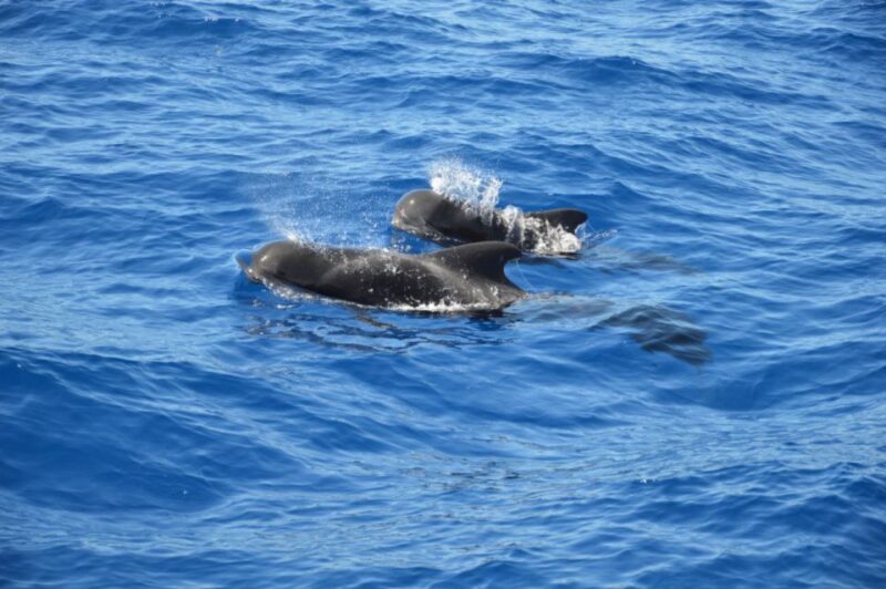 Costa Adeje: Private Whale and Dolphin Watching Tour - Weather Considerations