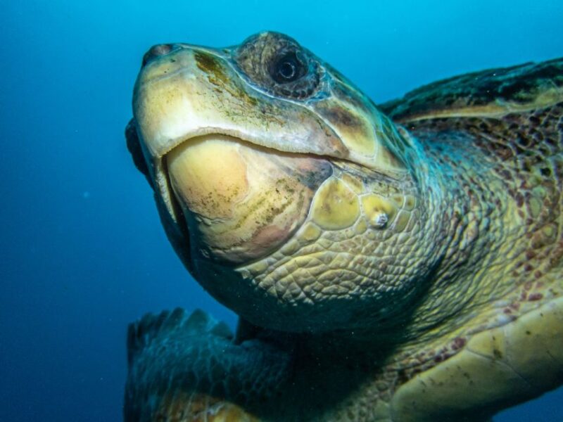 Costa Adeje: Snorkeling Private Lesson for Begginers - Key Points