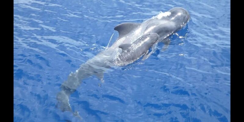 Costa Adeje: Whale and Dolphin Cruise With Food and Pickup - Key Points