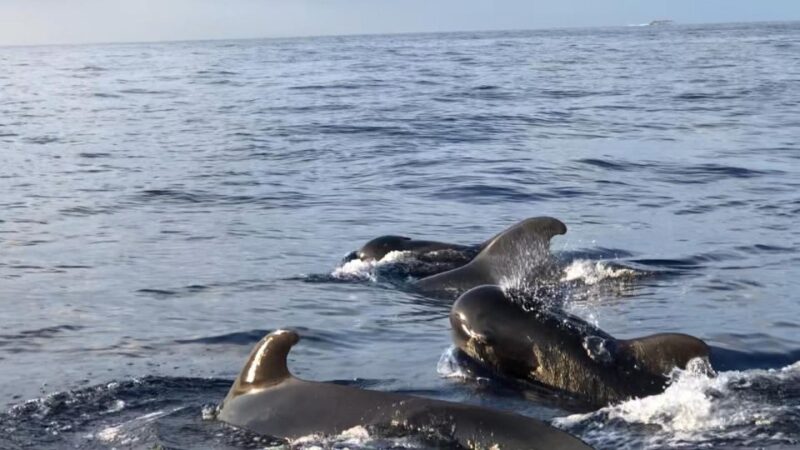 Costa Adeje: Whale and Dolphin Cruise With Food and Pickup - Cruise Highlights