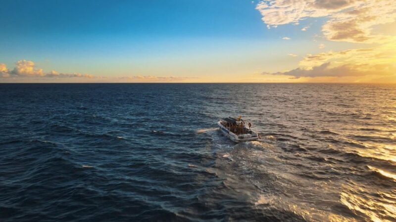 Costa Adeje: Whale and Dolphin-Watching Boat Excursion - Wildlife Sightings