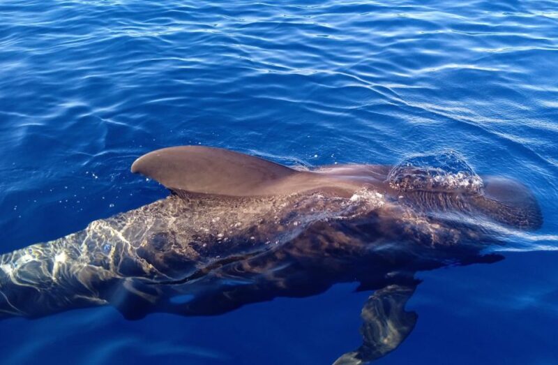 Costa Adeje: Whale and Dolphin-Watching Boat Excursion - Unique Features
