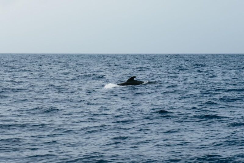 Costa Adeje: Whale & Dolphin Eco-Cruise With Snacks & Drinks - Sustainable Eco-Friendly Practices