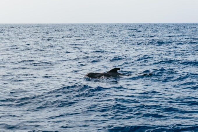Costa Adeje: Whale & Dolphin Eco-Cruise With Snacks & Drinks - In-Flight Entertainment