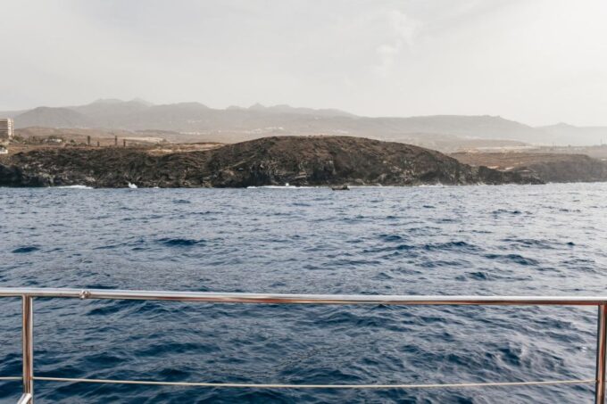 Costa Adeje: Whale & Dolphin Eco-Cruise With Snacks & Drinks - Important Considerations