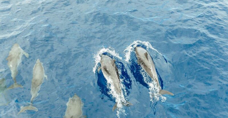 Costa Adeje: Whale & Dolphin Submarine Vision Mini Cruise - Experience Highlights