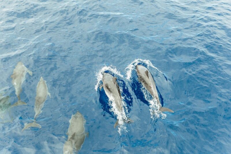 Costa Adeje: Whale & Dolphin Submarine Vision Mini Cruise - Itinerary and Logistics
