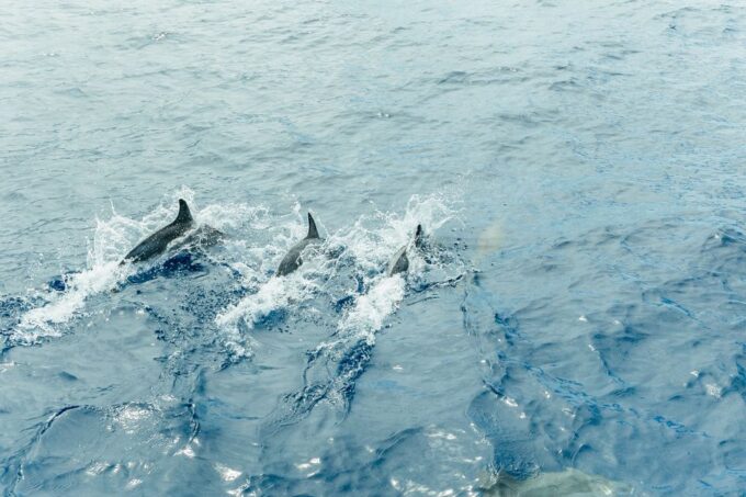 Costa Adeje: Whale & Dolphin Submarine Vision Mini Cruise - Important Information