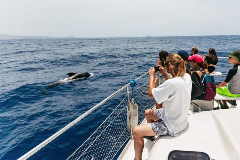 Costa Adeje: Whale Watching Catamaran Tour With Drinks - Tour Options