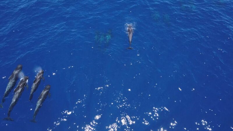 Costa Adeje: Whale Watching Tour With Food and Drinks - Customer Feedback