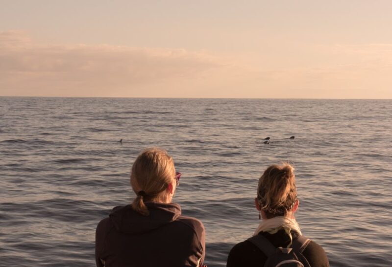 Costa Adeje: Whale Watching Tour With Food and Drinks - Frequently Asked Questions