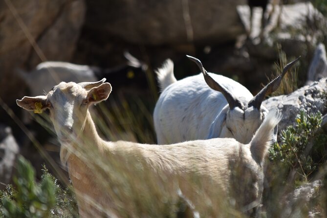 Costa Blanca Full-day Off Road Tour - Tour Duration and Logistics