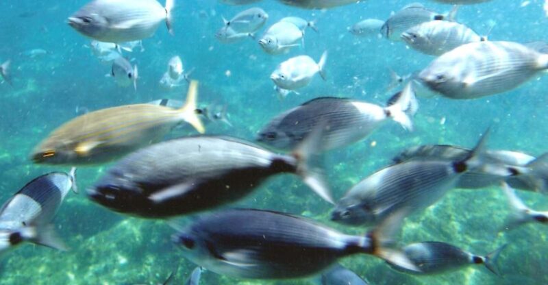 Costa Brava: Cala Murtra Catamaran - Super Underwater View - Highlights of the Cruise
