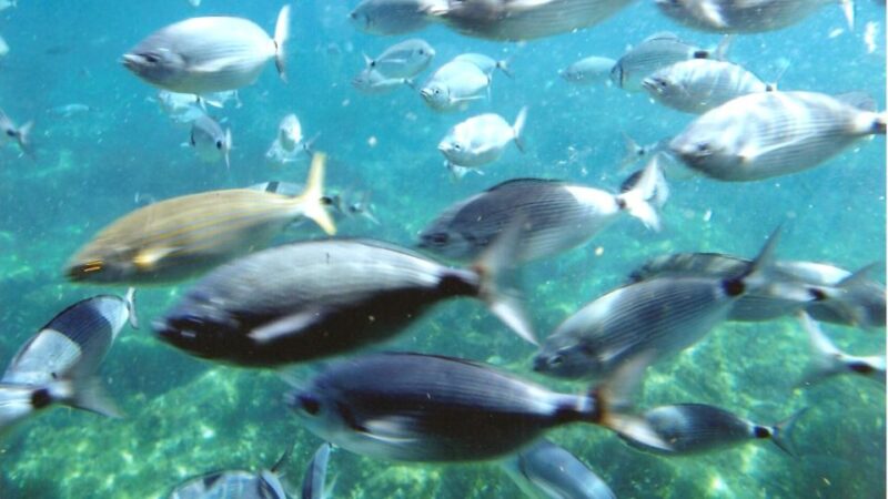 Costa Brava: Cala Murtra Catamaran - Super Underwater View - Cala Murtra Beach Exploration