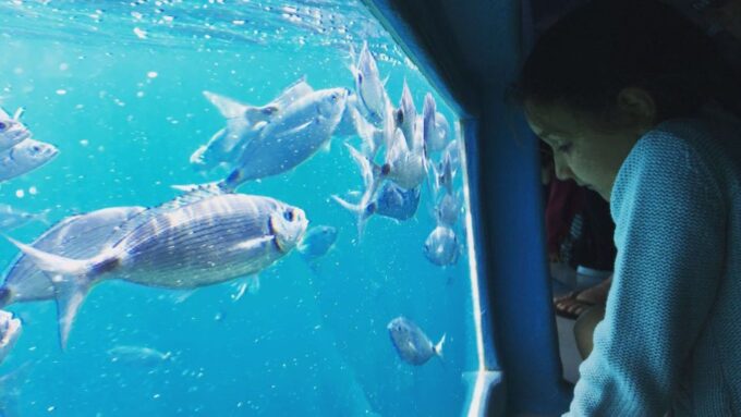 Costa Brava: Cala Murtra Catamaran - Super Underwater View - Considerations for Mobility-Impaired