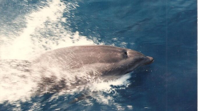 Costa Brava: Cala Murtra Catamaran - Super Underwater View - Frequently Asked Questions