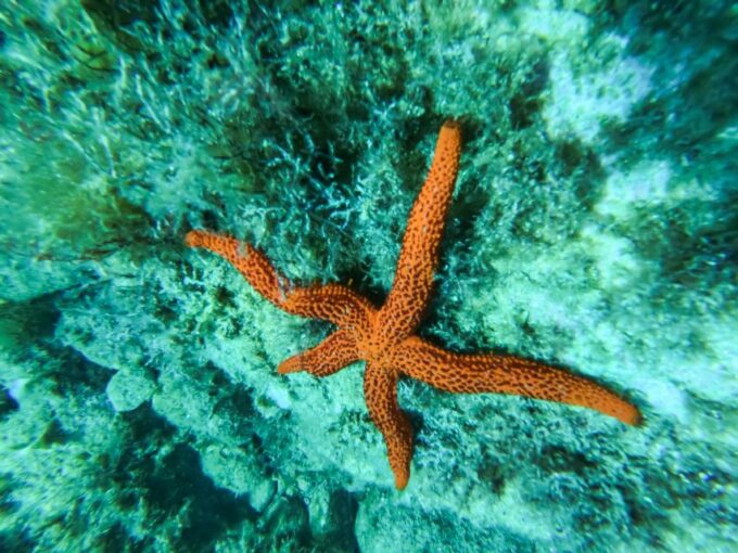 Costa Brava: Sea Caves Kayaking and Snorkeling Tour - Kayaking Through Coves