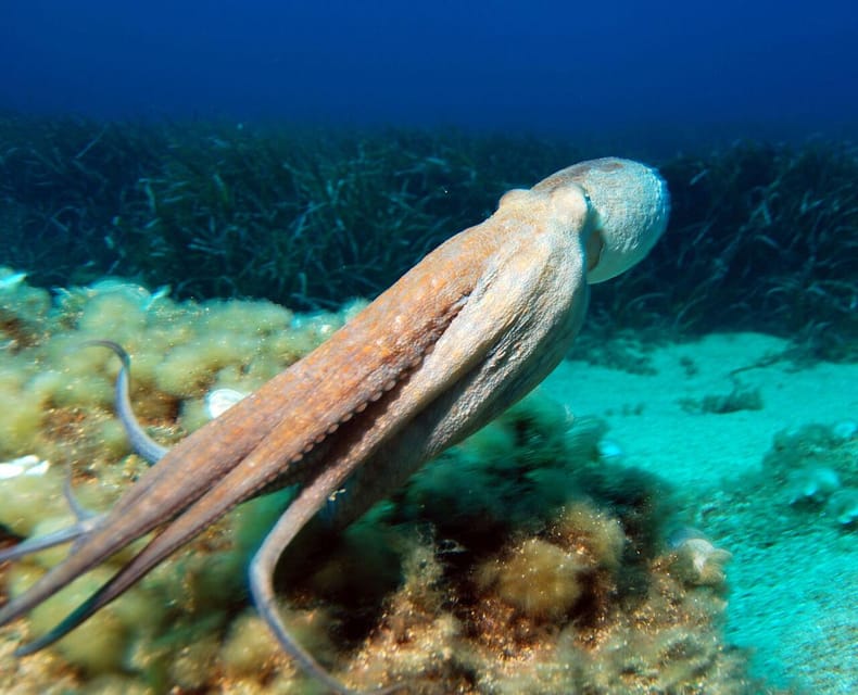 Costa Brava: Unforgettable Diving Adventure With Photos - Diving Equipment and Safety
