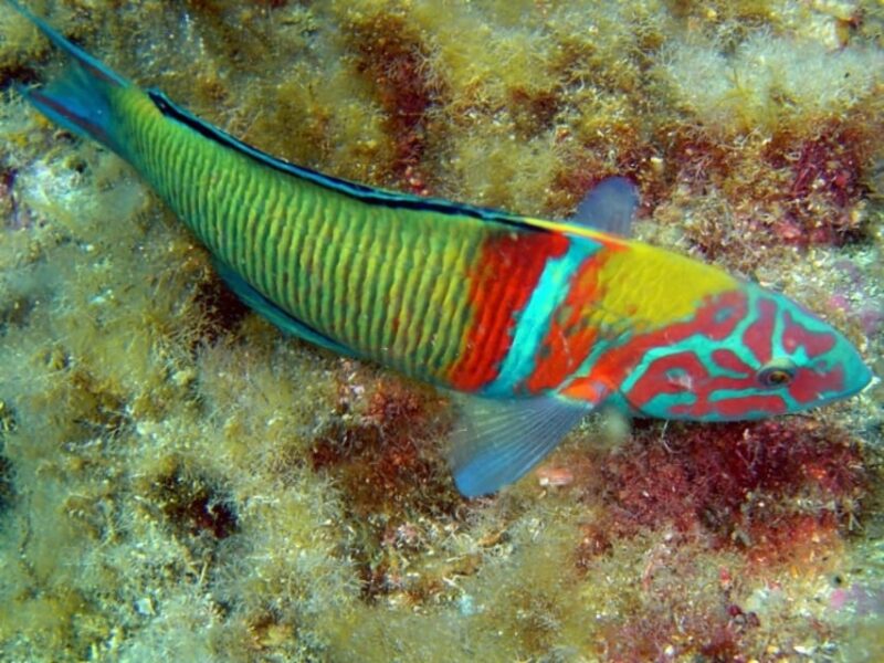 Costa Brava: Unforgettable Diving Adventure With Photos - Participant Eligibility