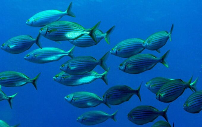 Costa Brava: Unforgettable Diving Adventure With Photos - Frequently Asked Questions