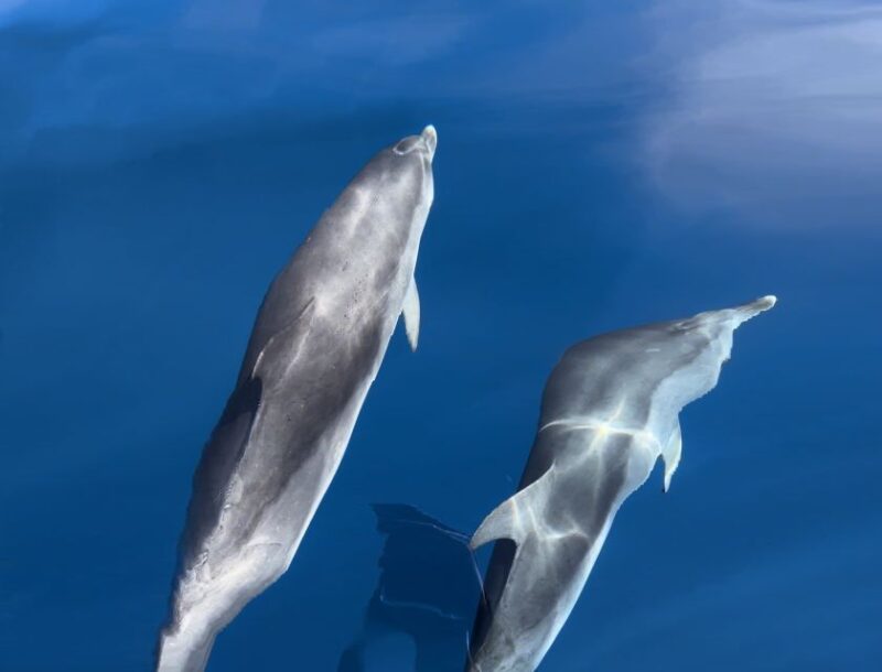 Costa Calma: Fuerteventura Dolphin Watching Zodiac Boat Tour - Transportation Details
