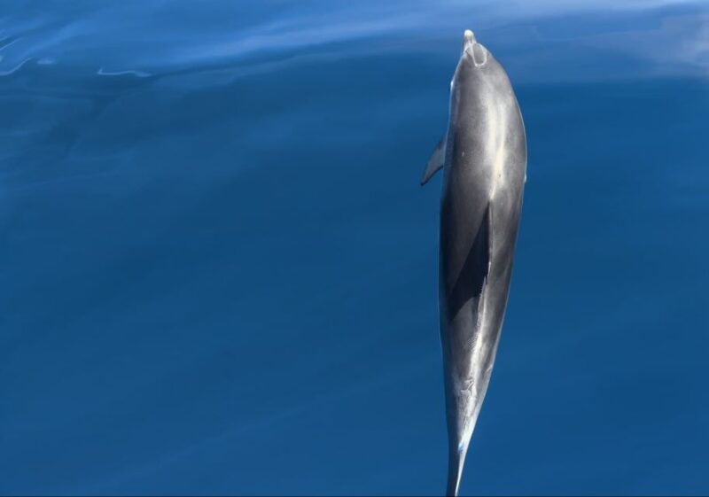 Costa Calma: Fuerteventura Dolphin Watching Zodiac Boat Tour - Practical Tips
