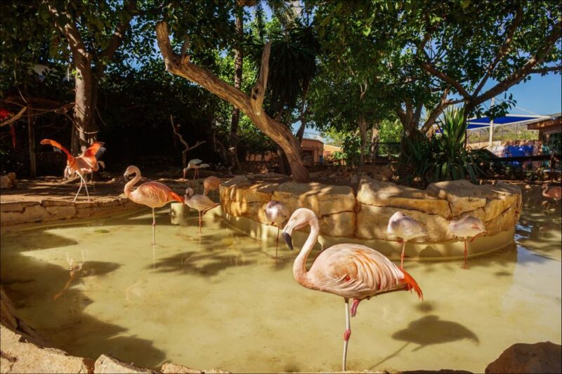 Costa Den Blanes: Entry Ticket for Marineland Mallorca - Amenities and Accessibility