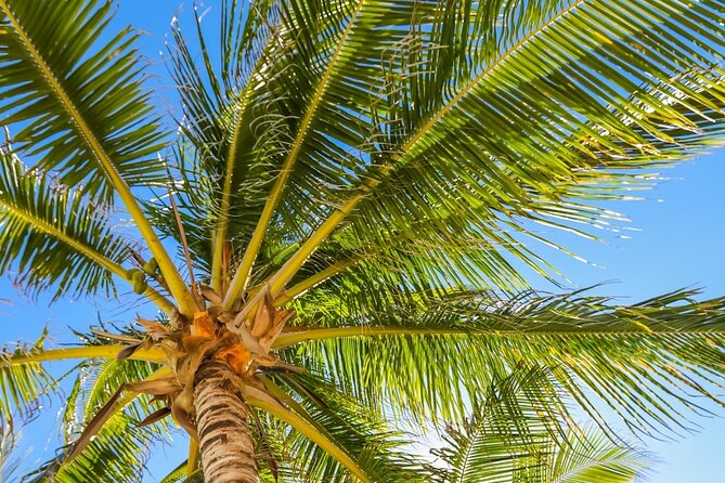 Costa Maya Chacchoben Mayan Ruins & Mexican Lunch at the Beach - Frequently Asked Questions