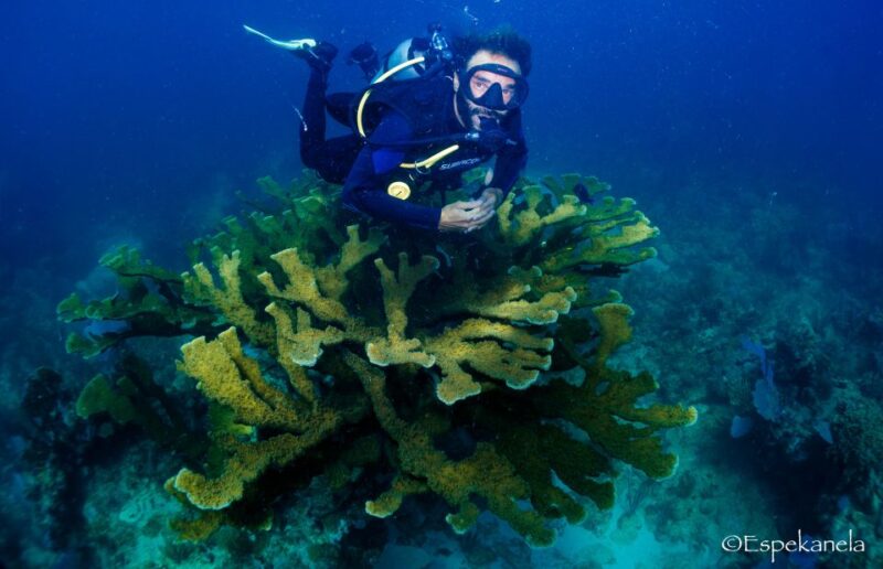 Costa Maya: Discover Scuba Diving Reef Experience - Key Points
