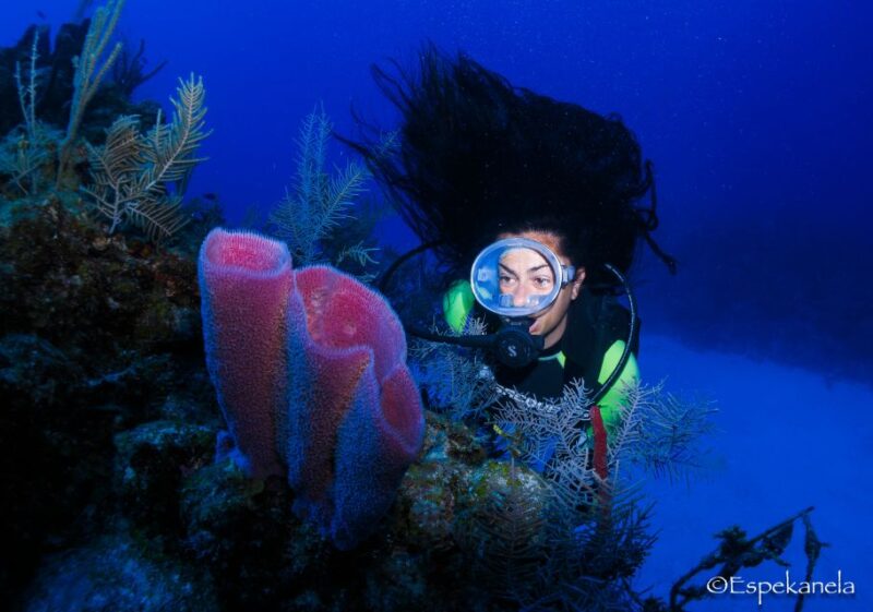 Costa Maya: Discover Scuba Diving Reef Experience - Activity Details