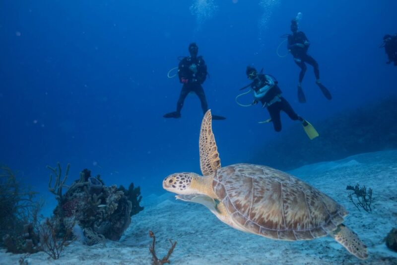 Costa Maya: Discover Scuba Diving Reef Experience - Itinerary and Experience