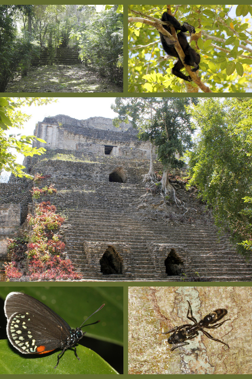 Costa Maya: Mayan Temples & Caribbean Sea Tour - Inclusions