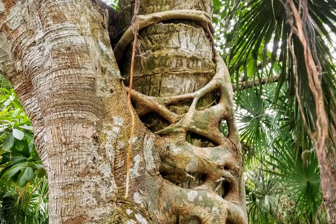 Costa Maya Shore Excursion: Chacchoben Day Trip - Native Flora and Fauna