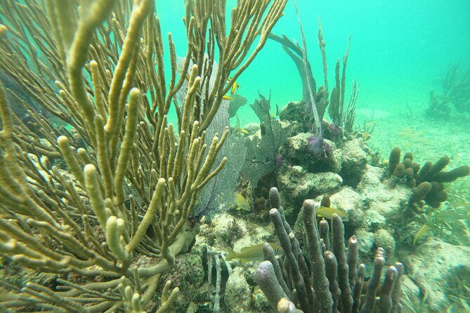 Costa Maya, snorkeling on the reef with fish, looking for turtles - FAQ