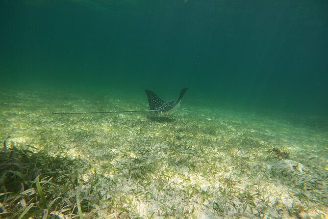 Costa Maya, snorkeling on the reef with fish, looking for turtles - Final Thoughts