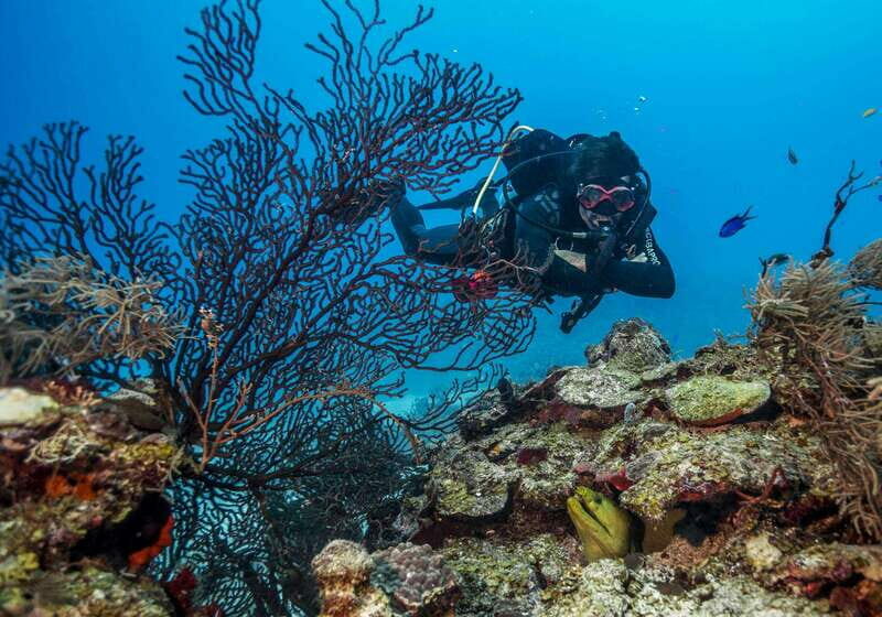 Costa Maya: Two Tank Fun Dive for Certified Divers - Key Points