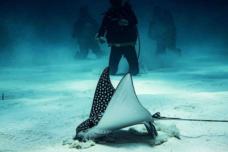 Costa Maya: Two Tank Fun Dive for Certified Divers - What’s Included & What’s Not
