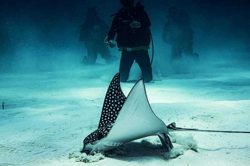 Costa Maya: Two Tank Fun Dive for Certified Divers - Reviews and Real-Life Perspectives