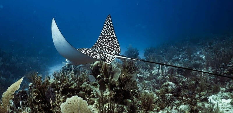 Costa Maya: Two Tank Fun Dive for Certified Divers - The Value of This Dive Experience