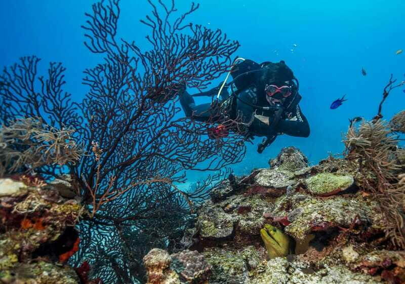 Costa Maya: Two Tank Fun Dive for Certified Divers - Who Is This Tour Best For?