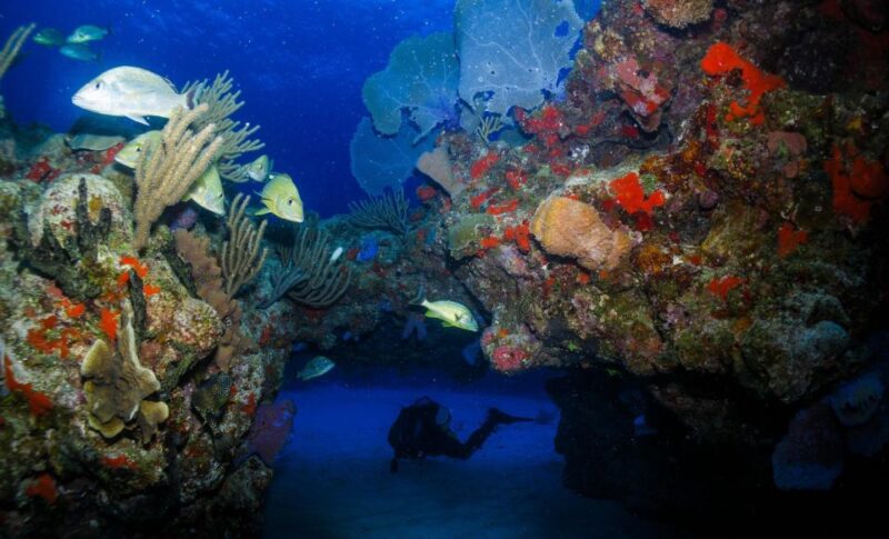 Costa Maya: Two Tanks for Certified Divers Fun Dive - Key Points