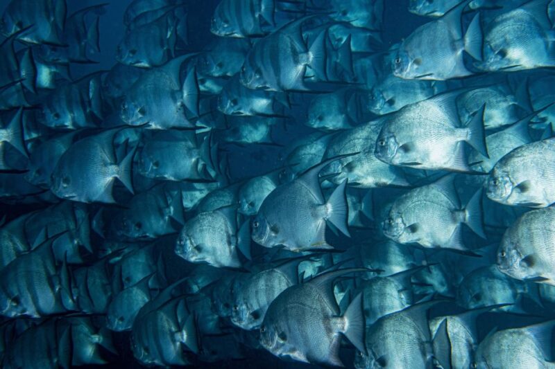 Costa Maya: Two Tanks for Certified Divers Fun Dive - Diving Experience and Environment