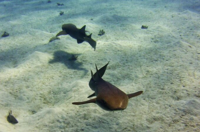 Costa Maya: Two Tanks for Certified Divers Fun Dive - Frequently Asked Questions