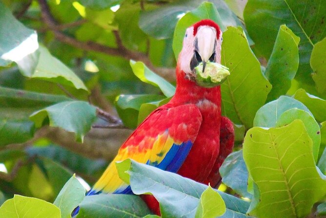 Costa Rica 5 Days With Accommodation, Tours and Some Meals - Airport Transfers and Pickup Information