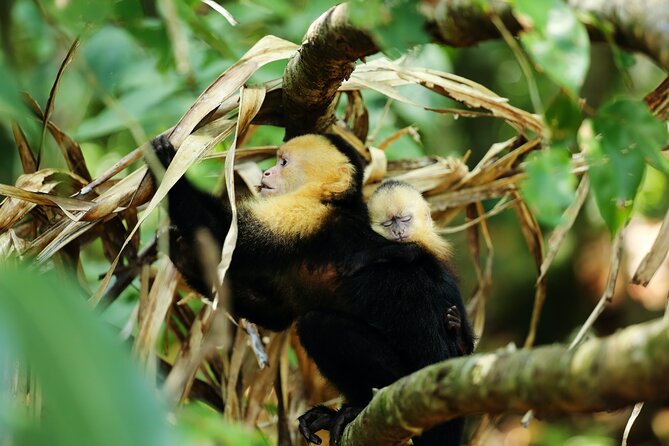 Costa Rica 7 Nights 8 Days All Inclusive Deluxe Package - Coffee and Volcano Exploration